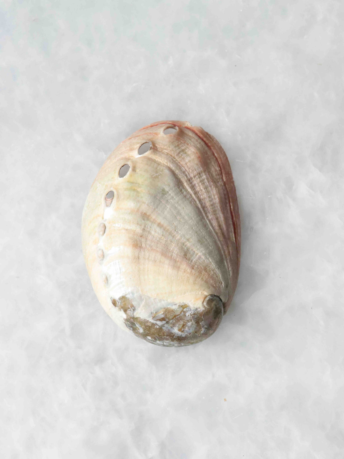Vue extérieure du mini coquillage d’abalone, aux stries naturelles beige rosé et aux petits trous alignés sur le bord.