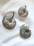 Ammonite nacrée sculptée de Madagascar – fossile 200 millions d'années – SOLYA Belgique