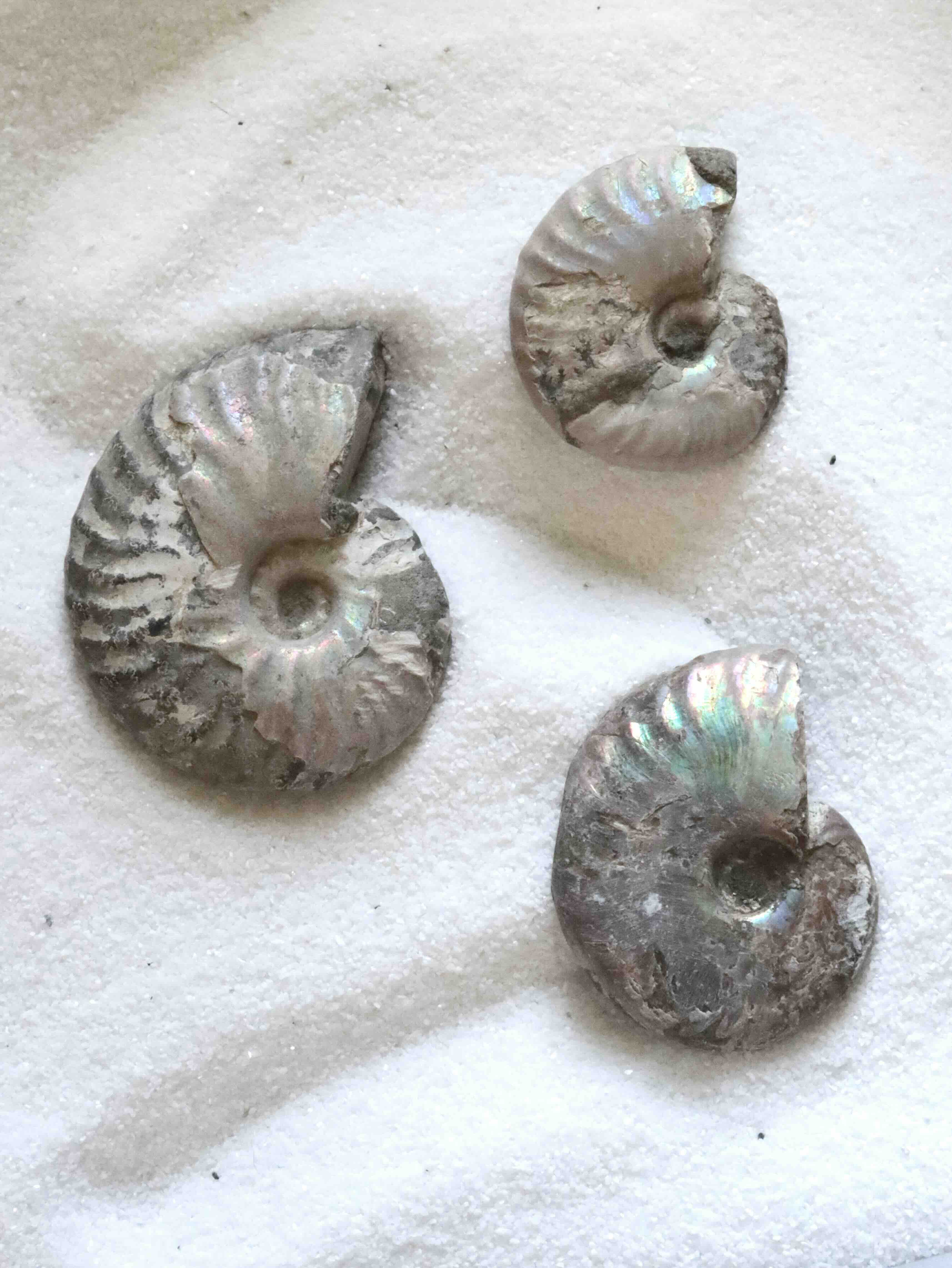 Ammonite nacrée sculptée de Madagascar – fossile 200 millions d'années – SOLYA Belgique