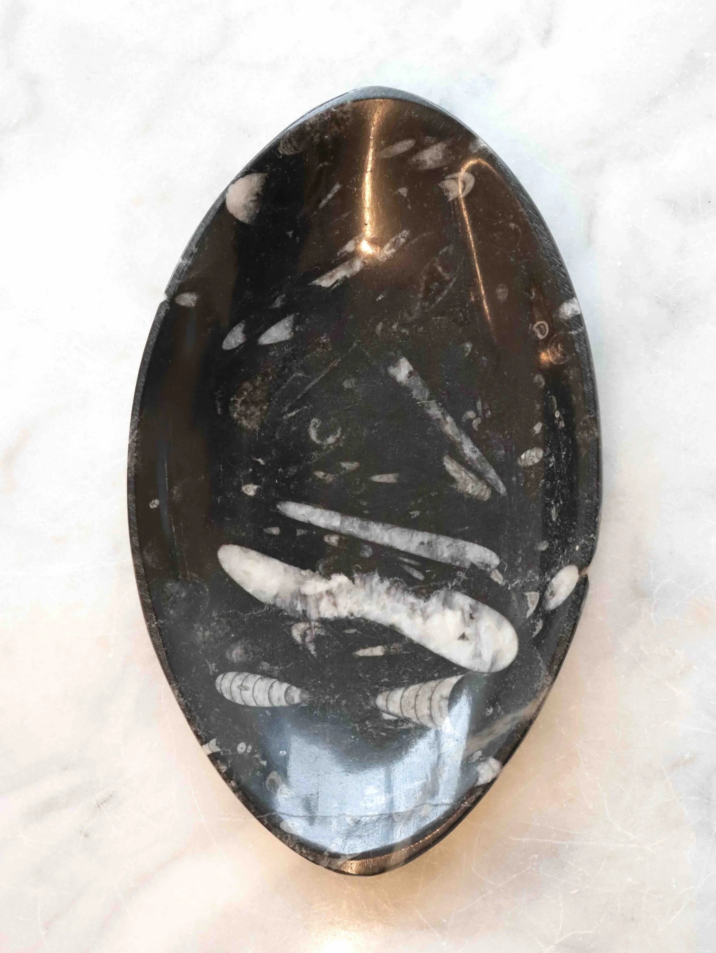 Plat en fossile d'Orthocéras | Pierre pour réconcilier son passé & son présent | SOLYA | Boutique de bijoux, cristaux & minéraux | Eshop de pierres éthiques & naturelles en Belgique